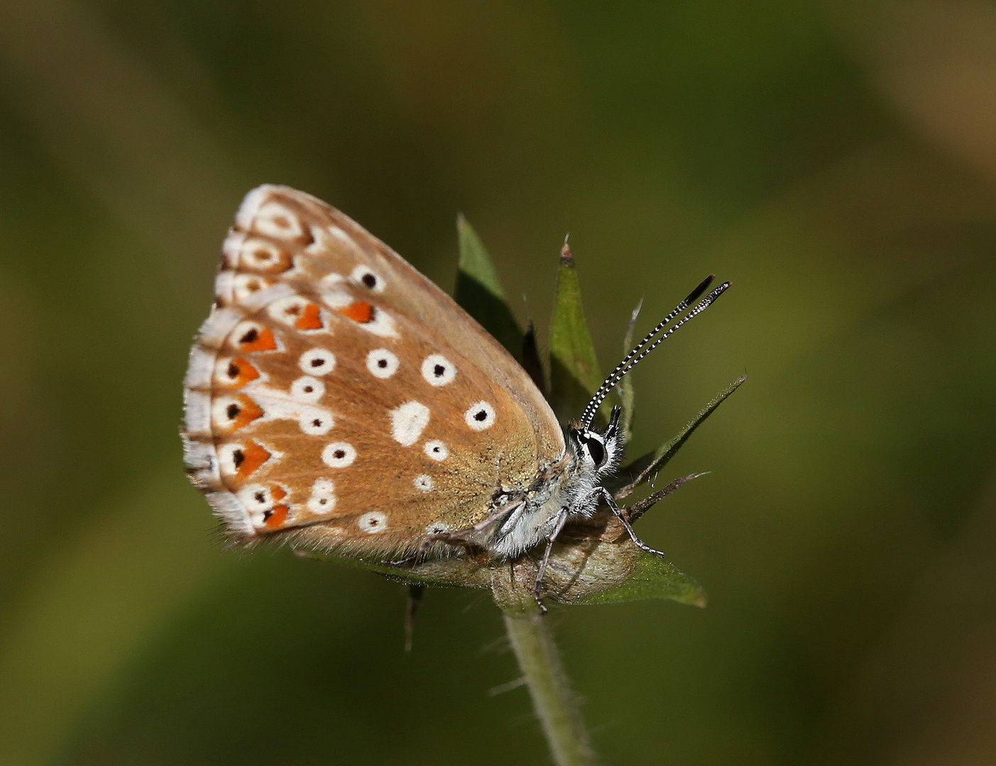 Polyommatus coridon Foto & Bild tiere, wildlife, schmetterlinge