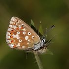 Polyommatus coridon