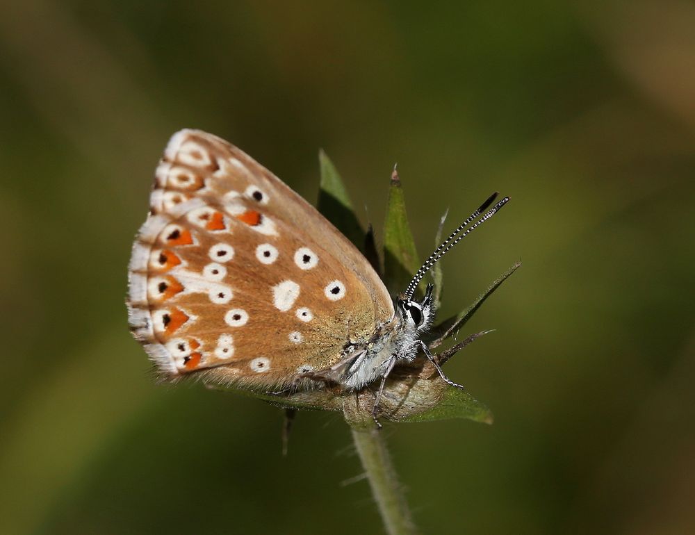 Polyommatus coridon