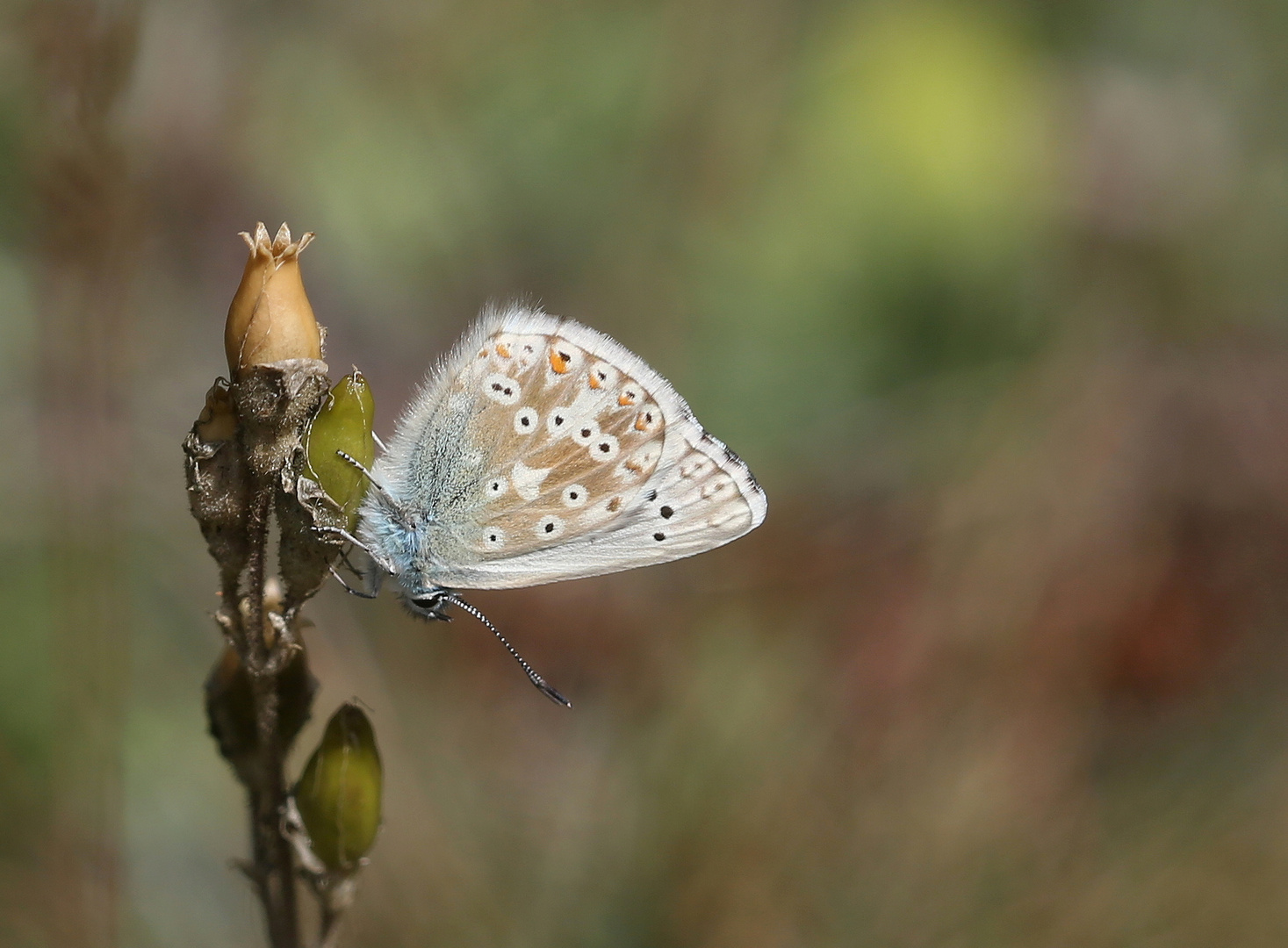 Polyommatus coridon