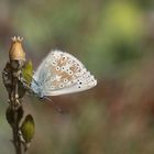 Polyommatus coridon