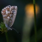 Polyommatus coridon 