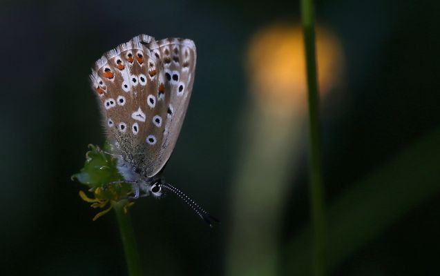 Polyommatus coridon 