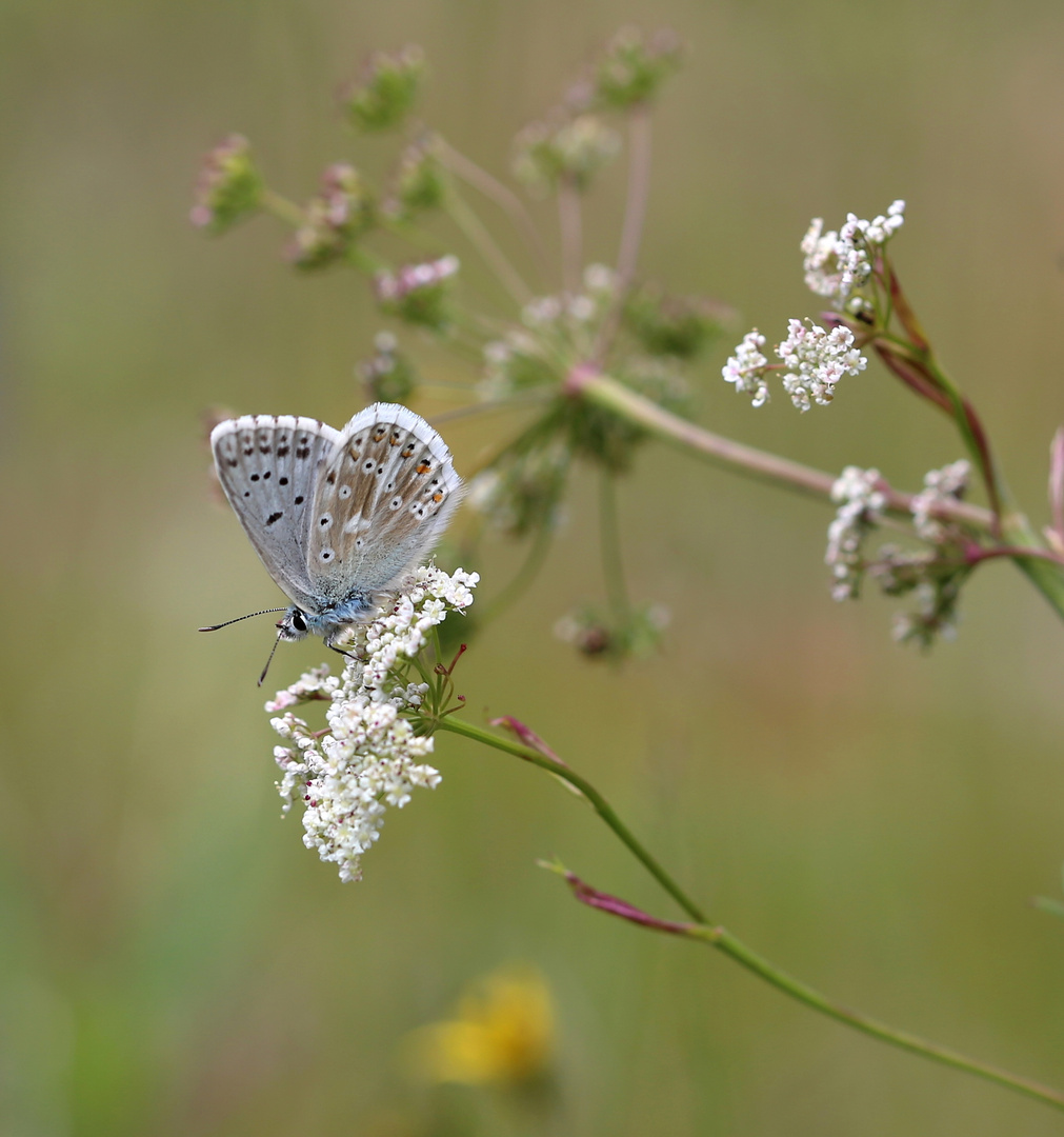 Polyommatus coridon