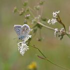 Polyommatus coridon