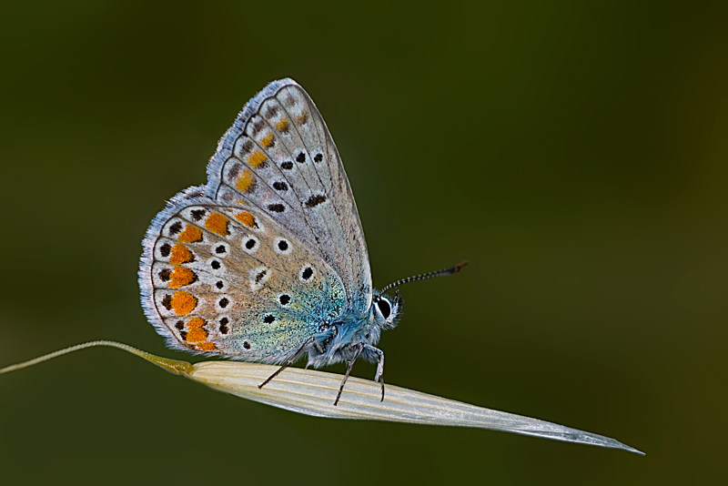 Polyommatus Coridon