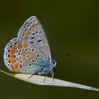 Polyommatus Coridon