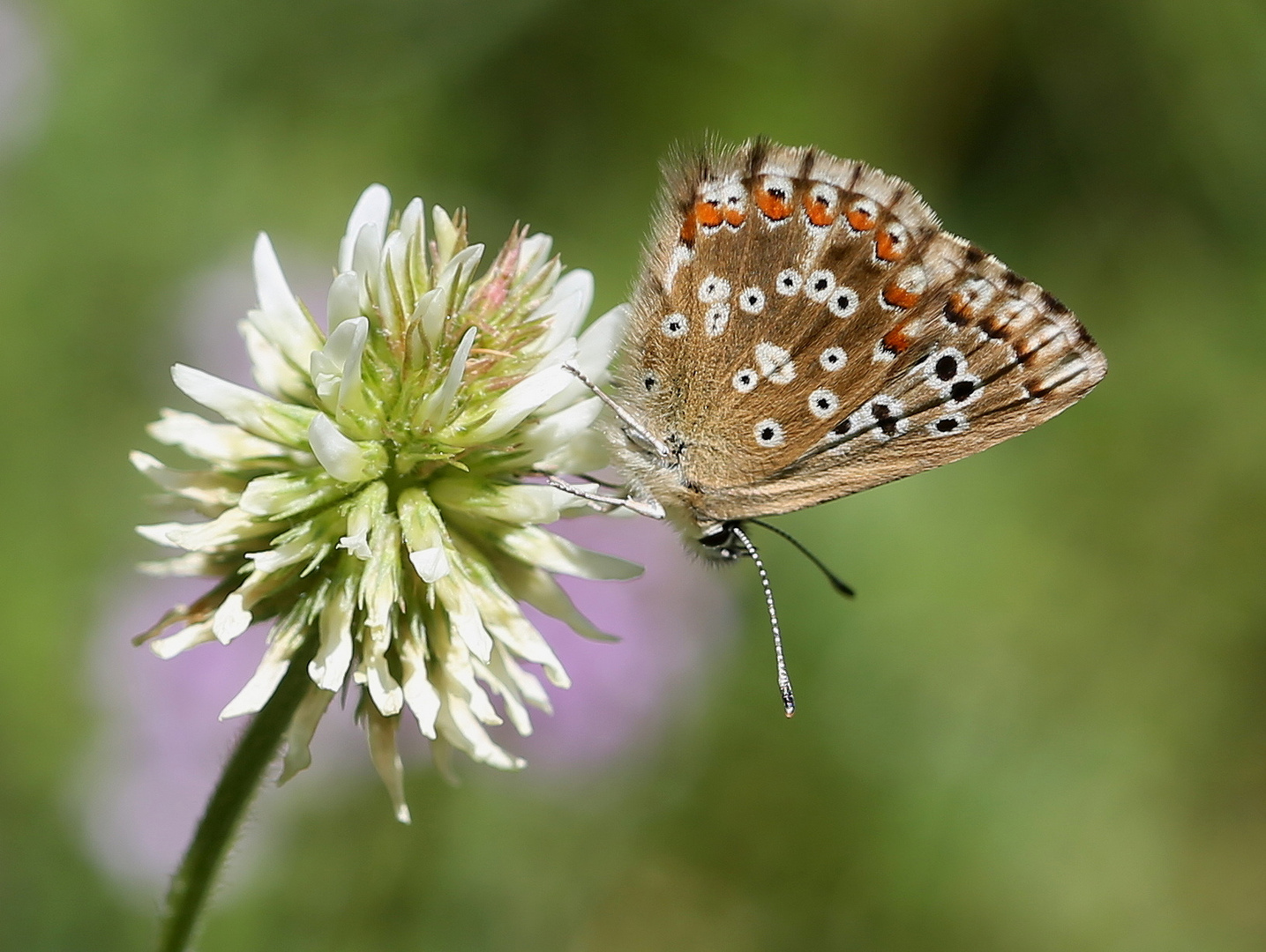 Polyommatus coridon