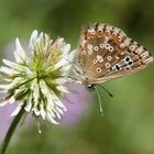 Polyommatus coridon