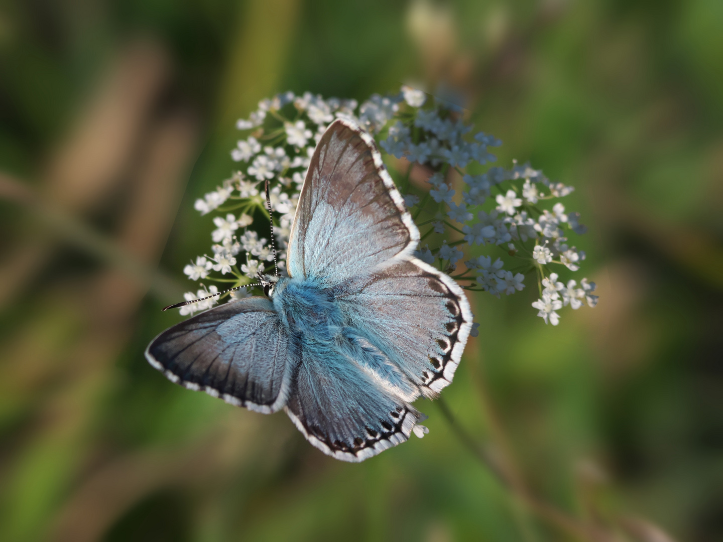 Polyommatus coridon