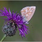 Polyommatus coridon