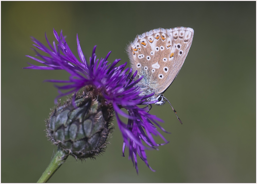 Polyommatus coridon