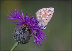 Polyommatus coridon