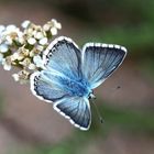 Polyommatus coridon