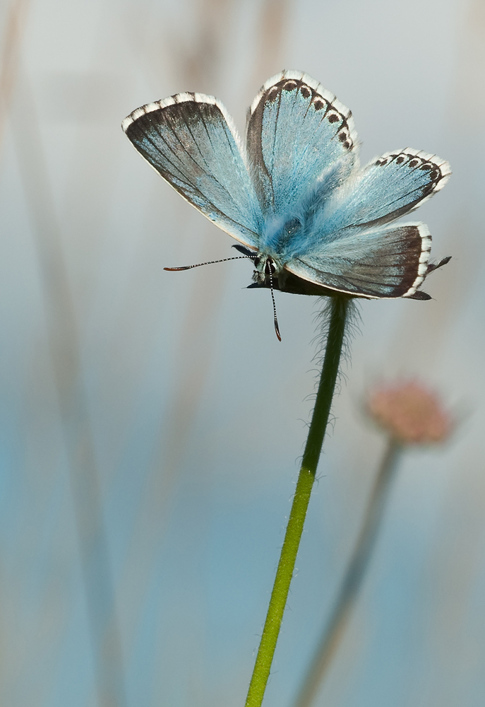 Polyommatus coridon