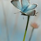 Polyommatus coridon