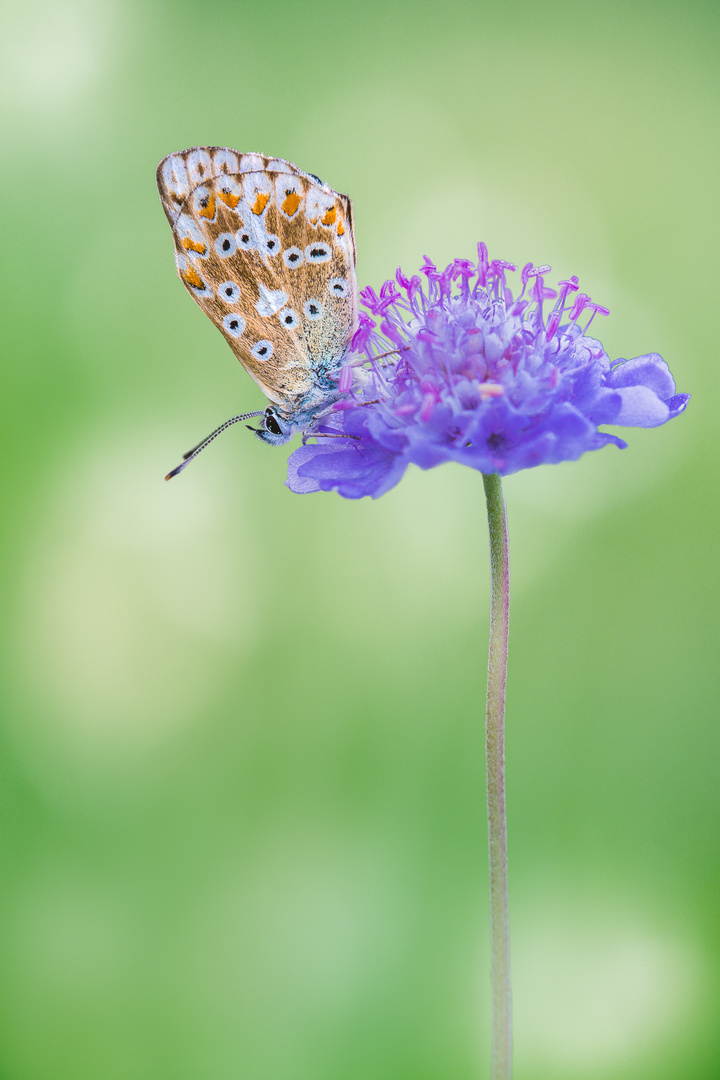 Polyommatus coridon