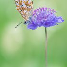 Polyommatus coridon