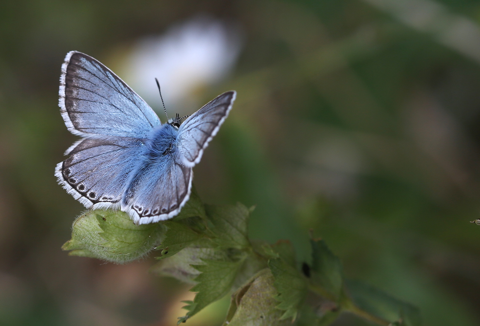 Polyommatus coridon