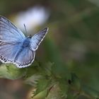 Polyommatus coridon