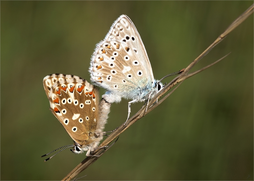 Polyommatus coridon