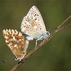 Polyommatus coridon