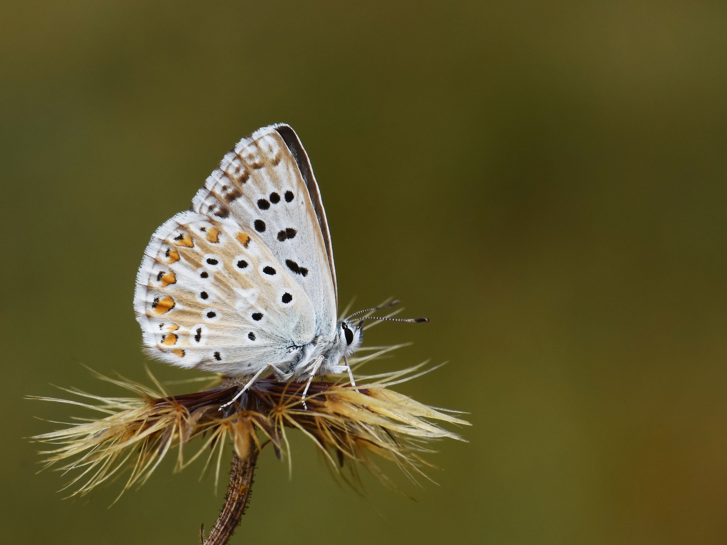 Polyommatus coridon » Chalk Hill Blue 2