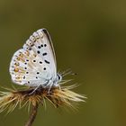 Polyommatus coridon » Chalk Hill Blue 2