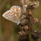 Polyommatus coridon 