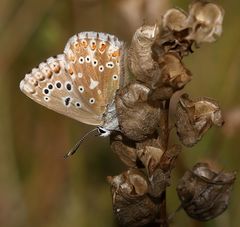 Polyommatus coridon 