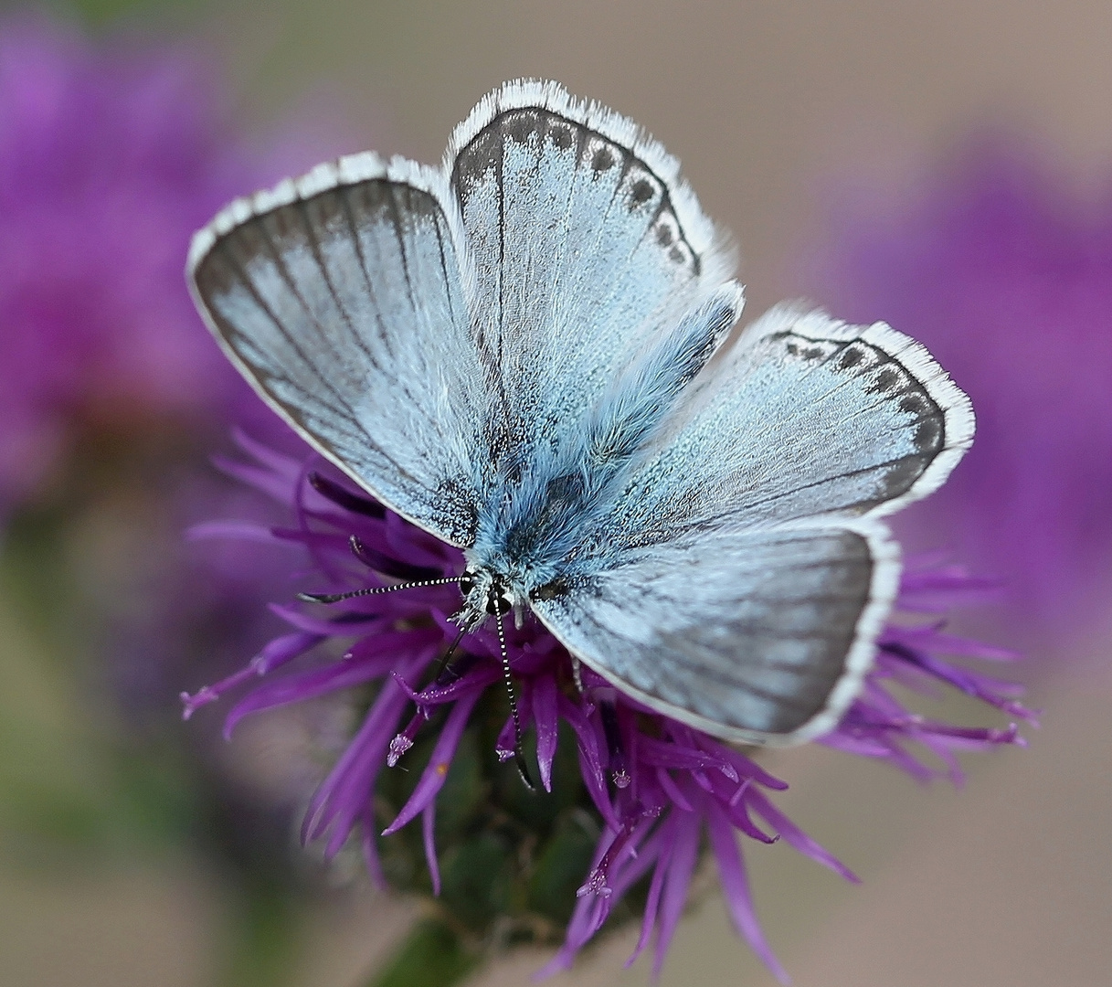 Polyommatus coridon