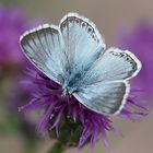 Polyommatus coridon