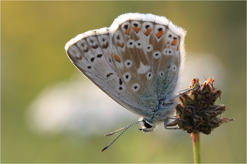 Polyommatus coridon [M]