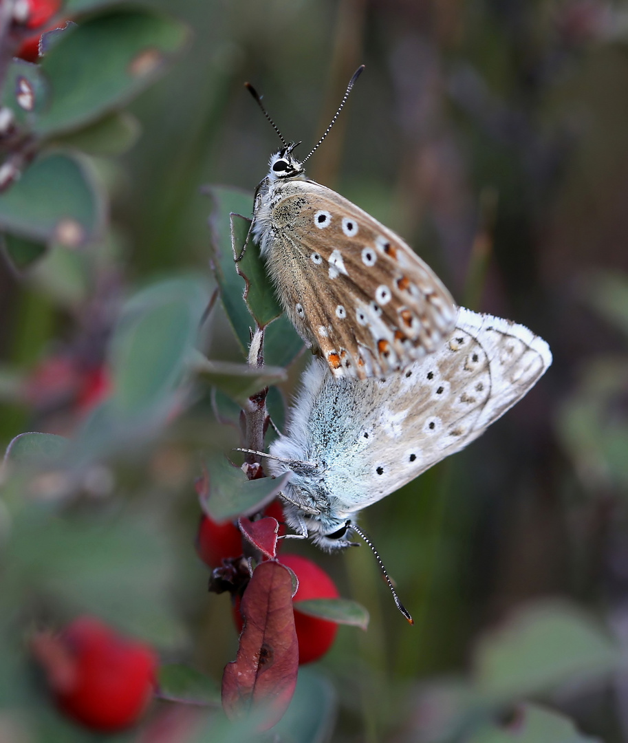 Polyommatus coridon Paar