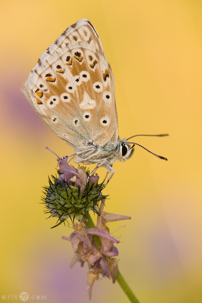 Polyommatus coridon (Silbergrüner Bläuling)