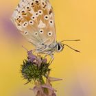 Polyommatus coridon (Silbergrüner Bläuling)