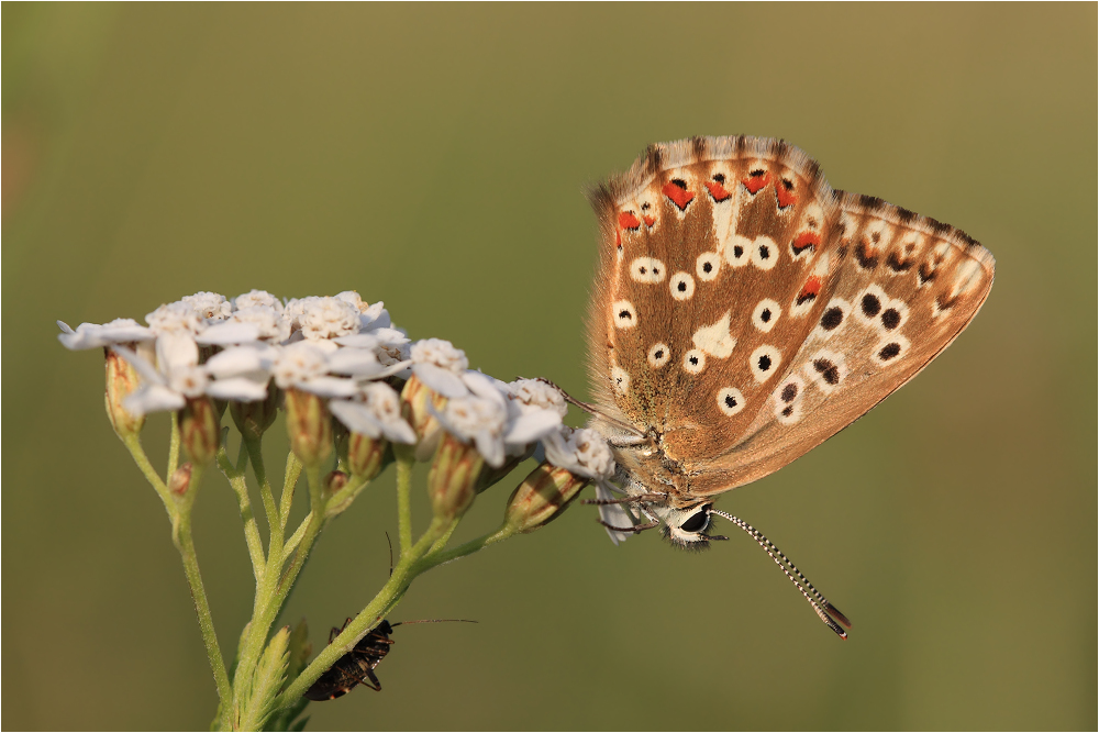 Polyommatus coridon [W]