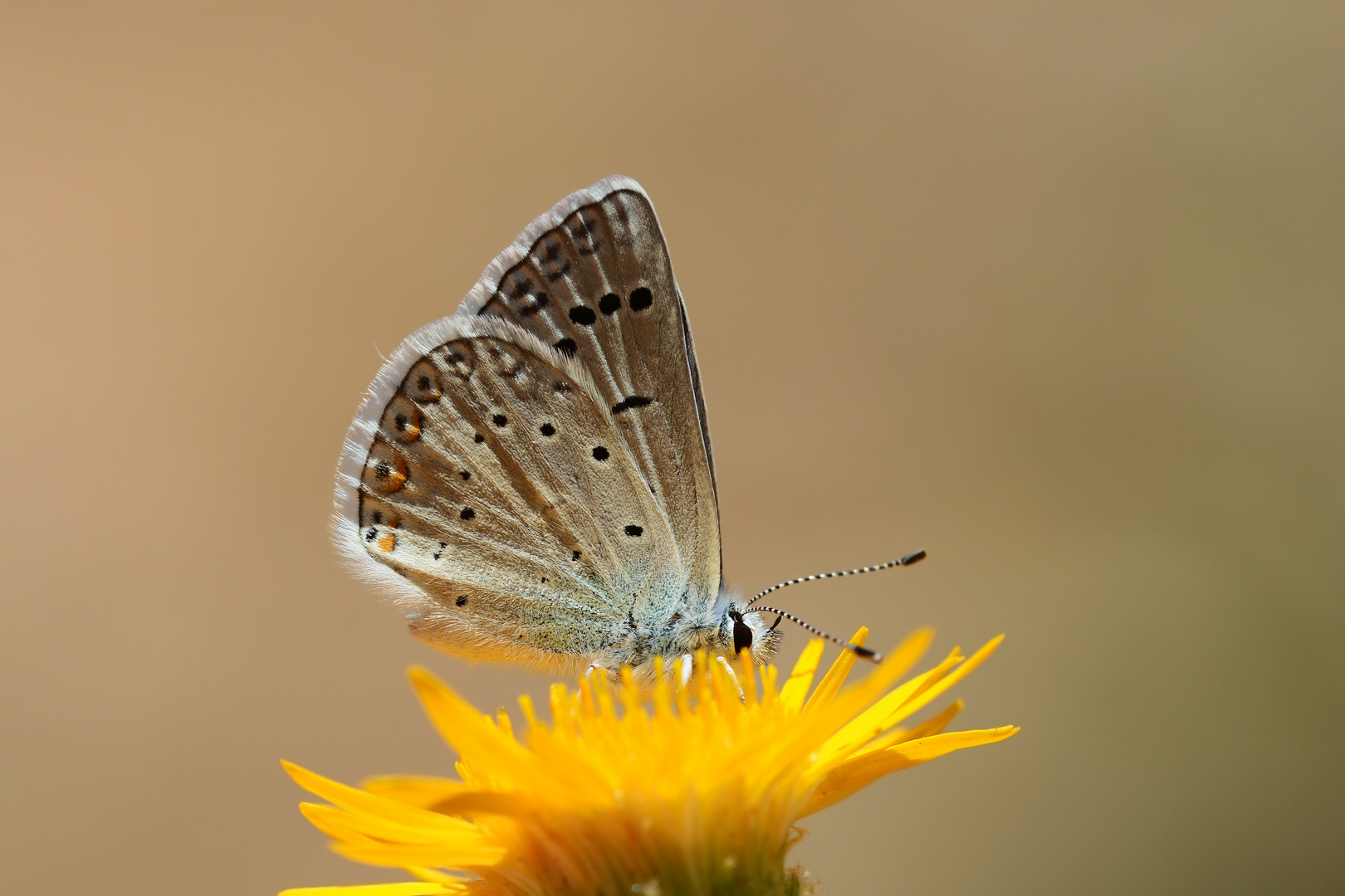 Polyommatus cornelia