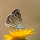 Polyommatus cornelia