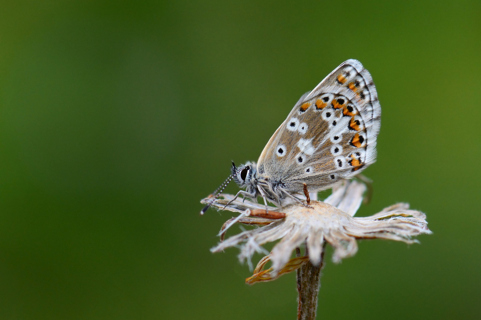 Polyommatus crassipunctus » Anatolian Blue Argus