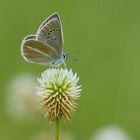 Polyommatus damon