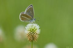 Polyommatus damon