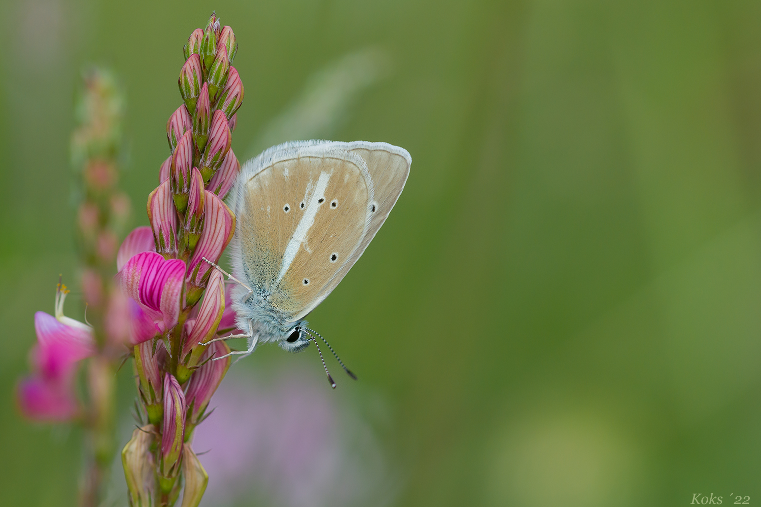 Polyommatus damon