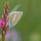 Polyommatus damon