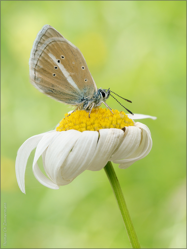 Polyommatus damon