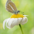 Polyommatus damon