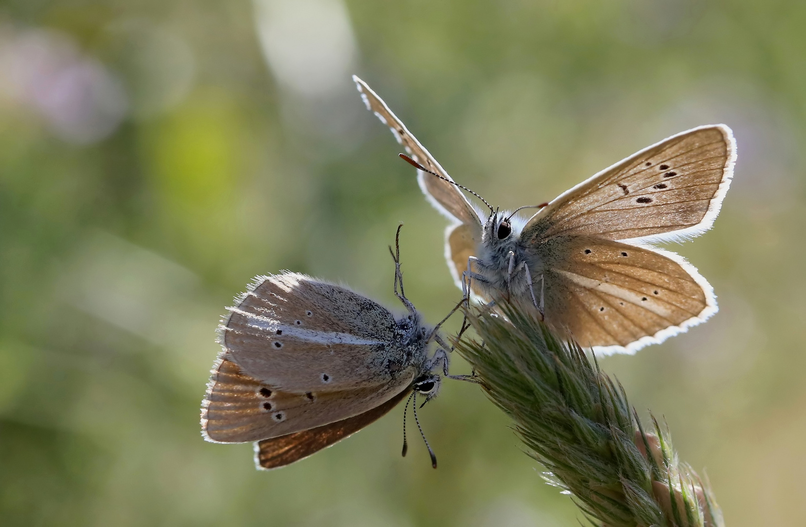 Polyommatus damon