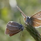 Polyommatus damon