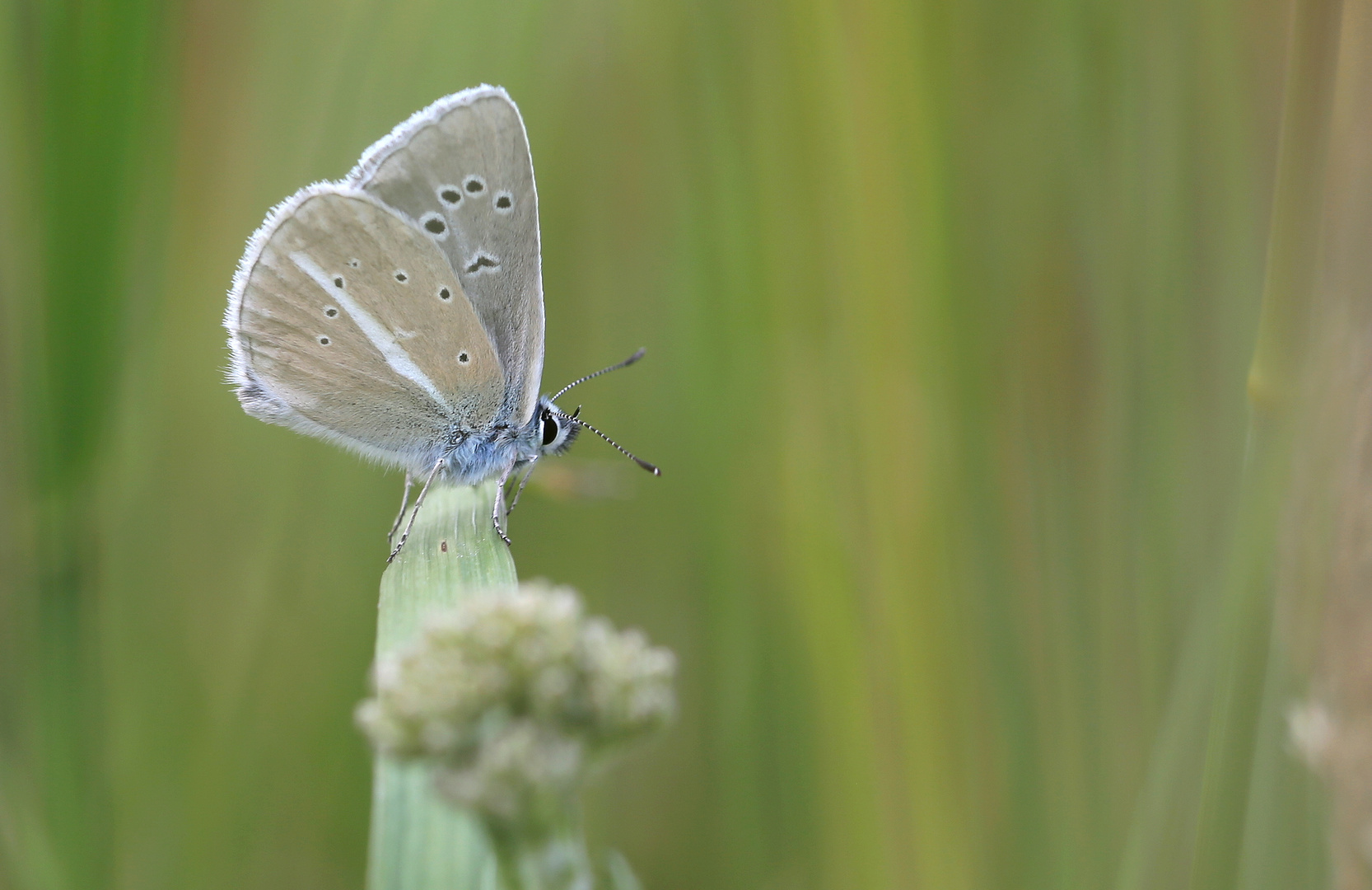 Polyommatus damon