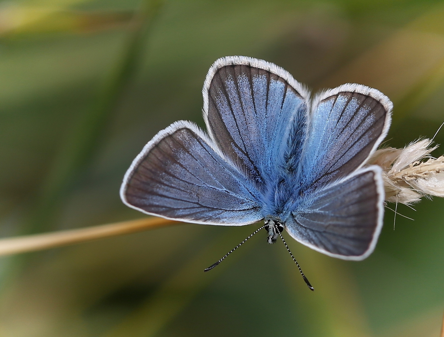 Polyommatus damon